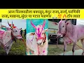 Download Lagu आज वीरकवडीला बकासुर,सर्जा,कंदुर राजा,पाखऱ्या या गटात पळणार 🙏🏻💯#bailgadasharyat #viralvideo #viral