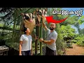 Download Lagu 🔥“Aviary Update” എന്നാലും ഇത് എങ്ങനെ ?? | Backyard Forest