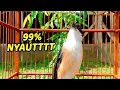 Download Lagu 100% AMPUH ! Suara Burung Cendet Gacor Bersih, Jernih, suara Khas di ALAM LIAR Untuk Pikatan Suara!