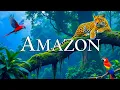 Lagu De verborgen schoonheden van de Amazone, kleine wonderen van de natuur – De mooiste kleine vogels