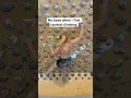 Lagu Crazy climbing transformation 😮 #climbinggym  #bouldering