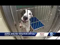 Milwaukee animal shelter in crisis caring for nearly 400 animals