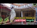 Lagu pancingan trucukan menjelang MAGRIB...untuk memancing trucukan yg susah tidur.