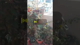 الهدوء مع نغمات فيروز جمال لايوصف 