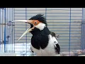 Download Lagu Pancingan Jalak Suren Gacor Mompa Isian Variasi - Masteran Suara Burung Jalak Gacor Full Isian Mewah