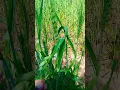 Download Lagu #subhanallahwalhamdulilla#gandam #kaun si khurak hai 🇵🇰🌱 #love #hijab #live #farming