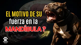El misterio de la mandíbula canina: ¿Por qué tienen tanta fuerza?