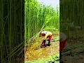 Download Lagu alat sederhana super tajam membabat batang tebu dengan cepat #shorts