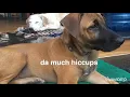 My dog Hiccups
