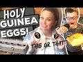 Guinea Fowl Eggs vs Chicken Eggs ALL the Free Range Guinea Fowl Updates