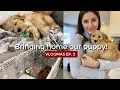 BRINGING HOME OUR CAVAPOO PUPPY VLOGMAS Ep 3