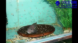 Download Huge spawning of Vieja Synspilum @ Cichlid Park MP3