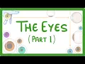 Download Lagu GCSE Biology - How the Eye Works (Part 1) - Structure of the Eye \u0026 Iris Reflex