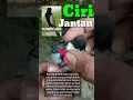 Download Lagu Ciri jantan Burung gelatik batu #birds #animals #gelatikbatu