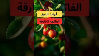   فوائد مذهلة للنبق يجب أن تعرفها اليوم   تقوية المناعة  النبق  فوائد النبق دندنها