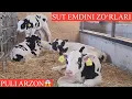 Download Lagu 🥛SUT EMDINI BIR BIRIDAN POLVONLARI K😱99 825 99 99🏃BU F  XAMISHA ARZON🚘D. BOR