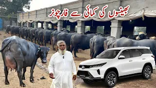 Shoaib Bhinder Dairy Farm | Bhainso ki Income sy Fortuner | Buffalo Farming | Dairy Farming Business