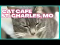 THE MISTAKE I MADE VISITING A CAT CAFE IN THE USA St Charles MO Vlog