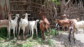 Re Ee Korbeessa Fooniif Ta U 