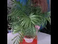 My Favorite Thing about Parlor Palm Tell Me Yours