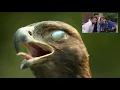 Eagles blinks GIF Imgur