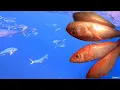 Download Lagu SURROUNDED WITH MAHI MAHI WHILE DEEPDROP FISHING 