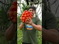Download Lagu Buah Mera Mera Nomi Didunia Nyata