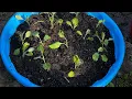 Gardening for Beginners 6 Kiddie Pool Raised Bed Cheap Container Garden Ideas