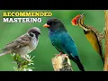 Download Lagu MASTERAN KOMPILASI SUARA BURUNG GEREJA VS TENGKEK VS PELATUK