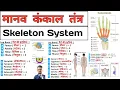 Skeleton System Bones Anatomy and physiology Anatomy in Hindi Anatomy Notes