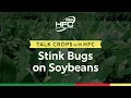 Talk Crops with HFC Stink Bugs on Soybeans