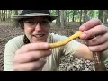 Bolete mushroom ID tips Edible shaggy-stalked boletes and bitter ornate-stemmed boletes