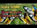Download Lagu Suara Pikat Glatik Batu Ribut ‼️ Kombinasi Suara Burung Sogon Betina Dan Kolibri Klapa.