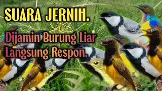 suara pikat glatik batu ribut kombinasi suara burung sogon betina dan kolibri klapa 