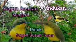 suara pikat sogon anakan menjerit vs indukan dijamin ampuh