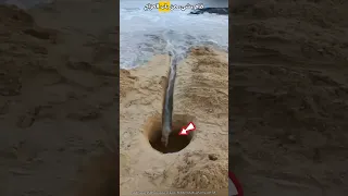 قام بخطإ فادح على الشاطئ Shorts 