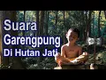 Download Lagu TERAPI SUARA GARENGPUNG  DI HUTAN JATI