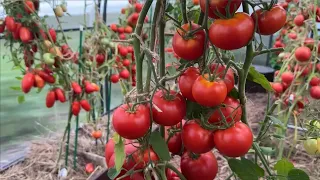 ЭТИ ТОМАТЫ ТОЧНО ПОРАДУЮТ СВОИМ УРОЖАЕМ!