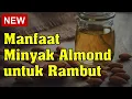 Download Lagu Manfaat Minyak Almond untuk Rambut