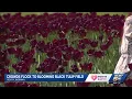 Celebrity tattoo artist Kat Von D plants 15 000 black tulips next to her Indiana home