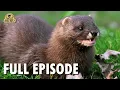 Wild America | S7 E4 'Minnesota Mink' | Full Episode | FANGS