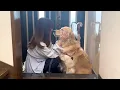 Download Lagu 病院に行くのに散歩に行けると疑わない純粋な心の持ち主のゴールデンレトリバーが可愛すぎました...