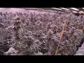 White Truffle 7 weeks supreme led grow light