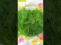 Download Lagu Dill Leave Bhujiya Racipe | Soya Sabji Racipe | Sova saag ki sabji #shots #dill #sabji #viral