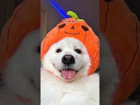 The ✨SCARIEST✨ Halloween costume?  🥲ib:Lorenapages #dogshorts #cutedog #puppy #samoyed #halloween