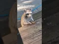Download Lagu Raccoon Federation Stories
