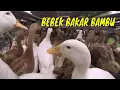 Download Lagu BEBEK BAKAR BAMBU | JEJAK SI GUNDUL