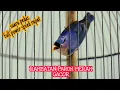 RAMBATAN PARUH MERAH GACOR | RAMBATAN PARUH MERAH JANTAN SPEED RAPAT PANCINGAN RAMBATAN BETINA