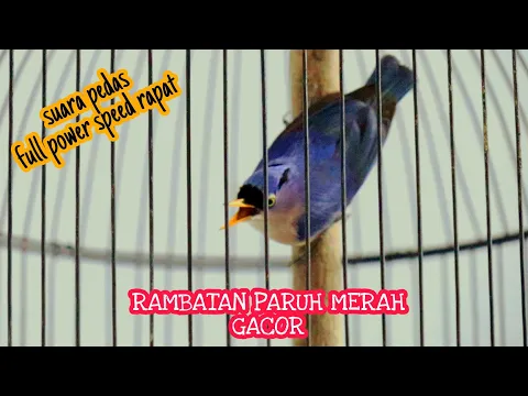 Download MP3 RAMBATAN PARUH MERAH GACOR | RAMBATAN PARUH MERAH JANTAN SPEED RAPAT PANCINGAN RAMBATAN BETINA