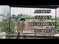 Lagu ANAKAN CENDET BELAJAR BUNYI NGRIWIK